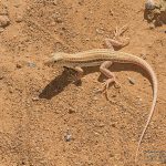 Acanthodactylus boskianus, Morocco near Akka (Tata Province) in 19 april 2016