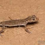 Stenodactylus mauritanicus, Morocco near Merzouga (Errachidia Province) in 29 april 2016