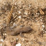 Saurodactylus brosseti, Morocco near Sidi Kaouki (Essaouira Province) in 14 april 2016