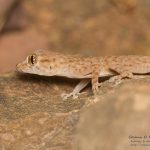 Ptyodactylus oudrii, Morocco 15 km WSW of Nkob (Zagora Province) in 27 april 2016