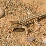 Acanthodactylus boskianus, Morocco 15 km WSW of Nkob (Zagora Province) in 28 april 201638_Ptyodactylus_oudrii